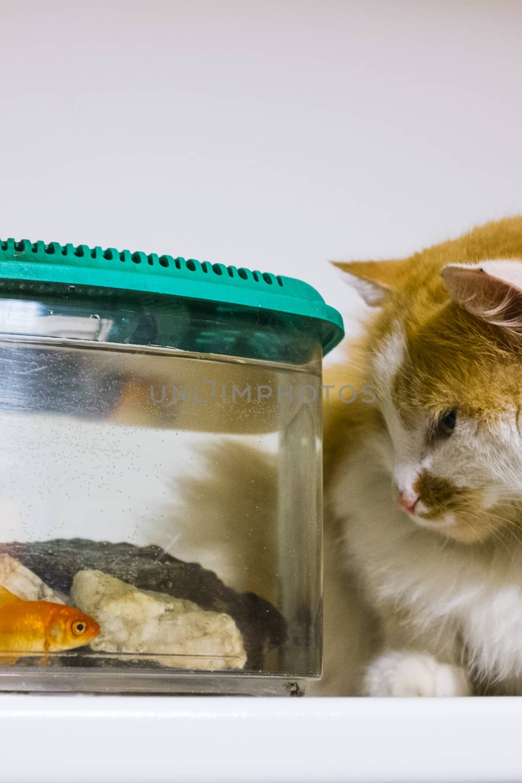 red and white cat looks with great curiosity goldfish in the aquarium at home