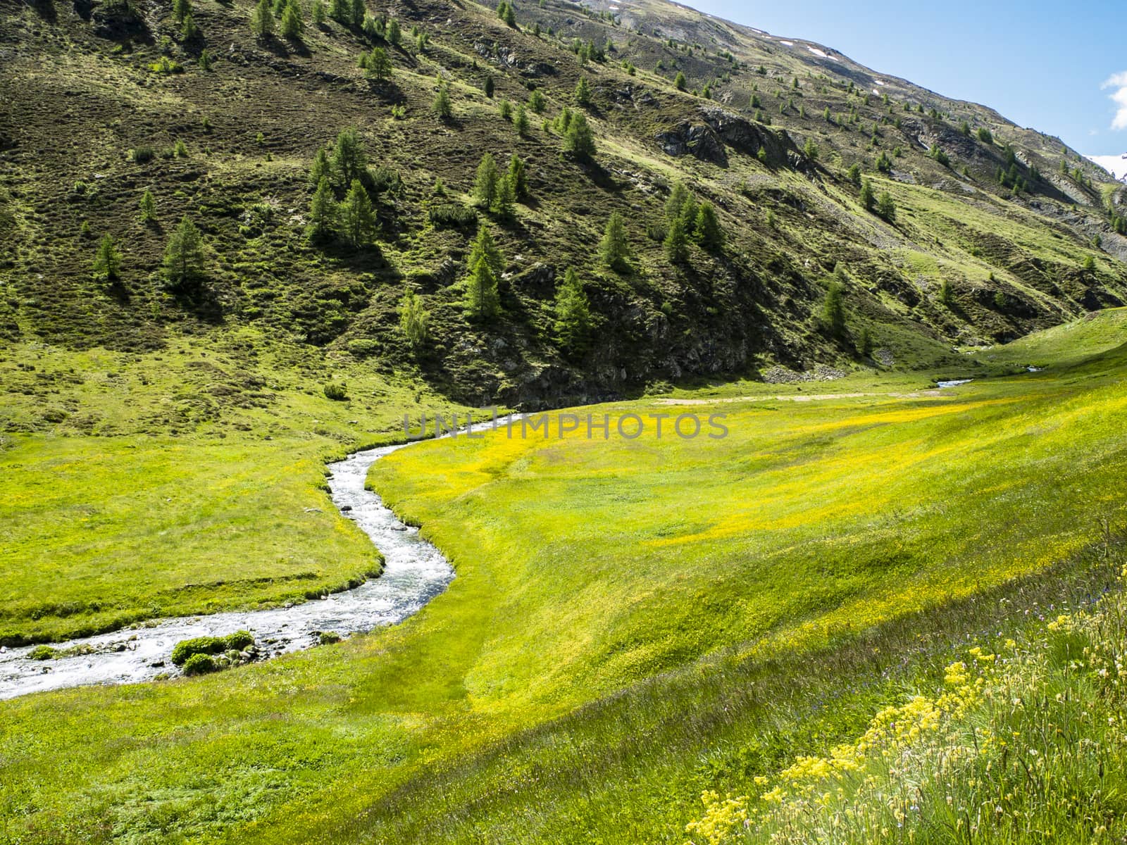 Italy, Lombardy, Trepalle, Vallaccia Valley, alpine mountain landscape in summer river flows in the valley and flowered meadows with snowy mountains in the distance