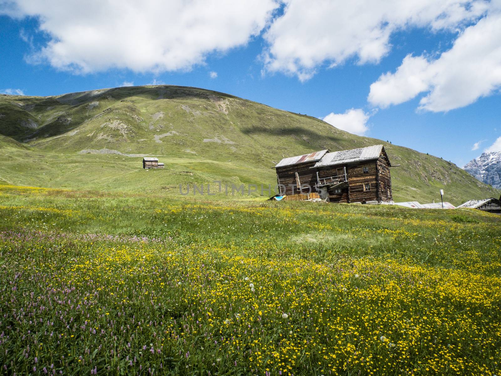 Italy, Lombardy, Livigno, alpine mountain landscape in summer with flowery meadows and with wooden huts, traditional alpine constructions