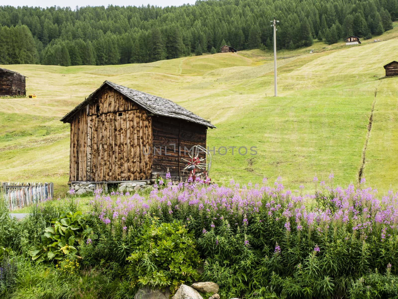 Italy, Lombardy, Livigno, alpine mountain landscape in summer fl by struki