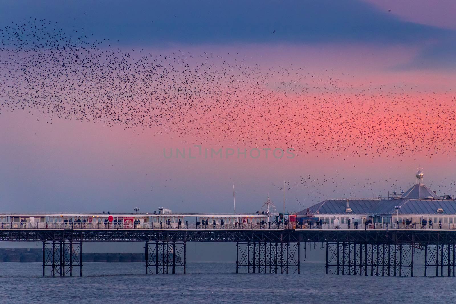 BRIGHTON, EAST SUSSEX/UK - JANUARY 26 : Starlings over the Pier  by phil_bird