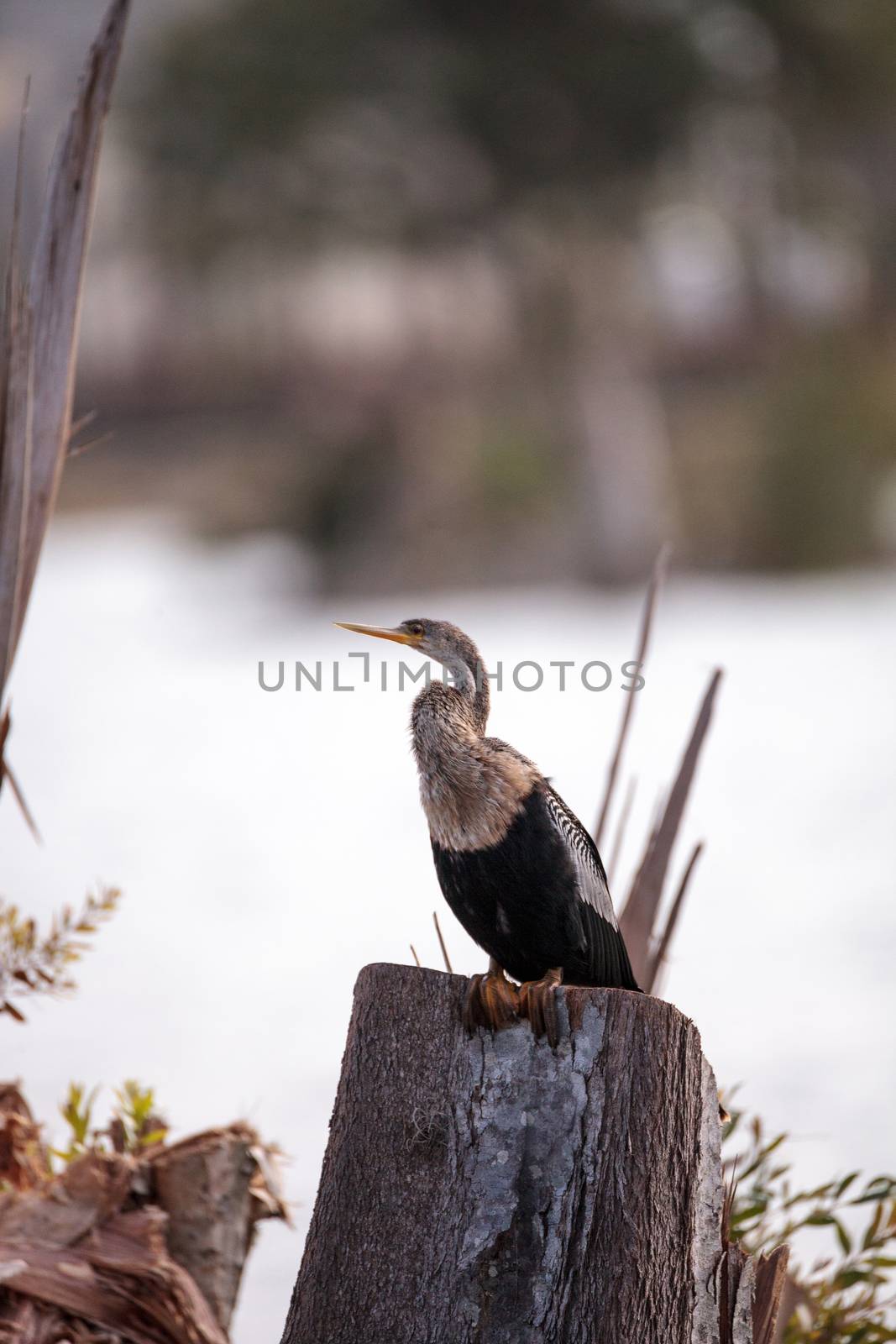 Anhinga bird called Anhinga anhinga in the marsh at Lakes Park in Fort Myers, Florida