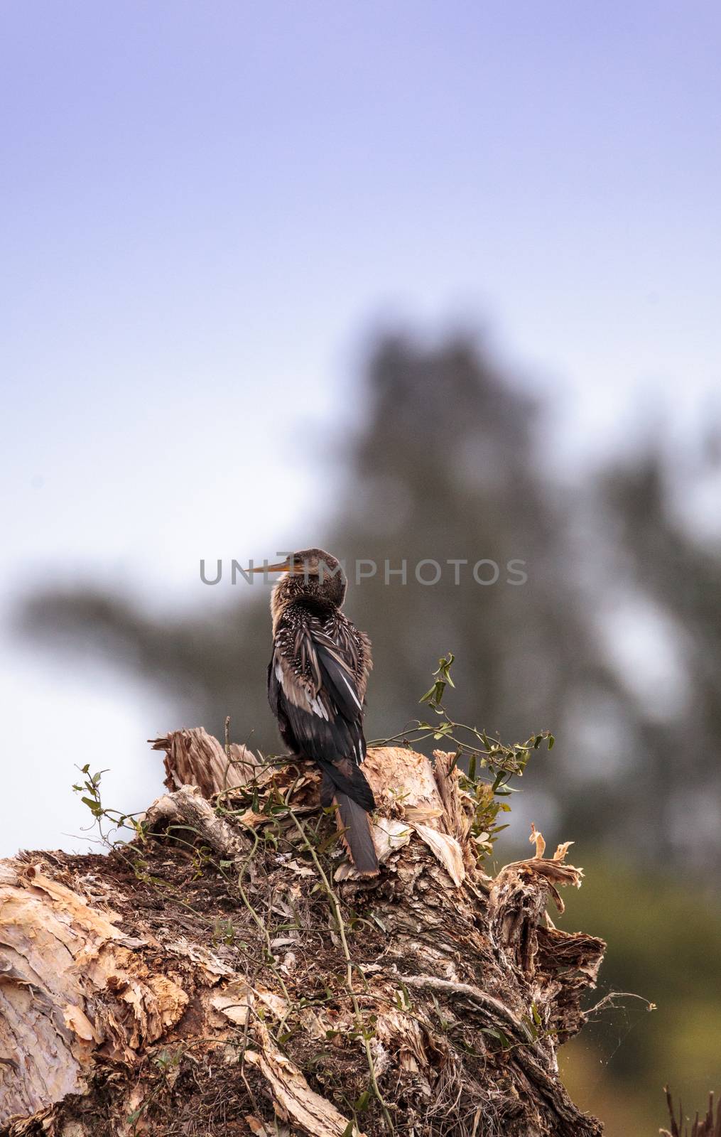 Anhinga bird called Anhinga anhinga by steffstarr