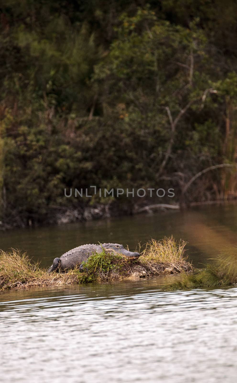 American alligator Alligator mississippiensis suns itself on a small island in a swamp at Lakes Park in Fort Myers, Florida