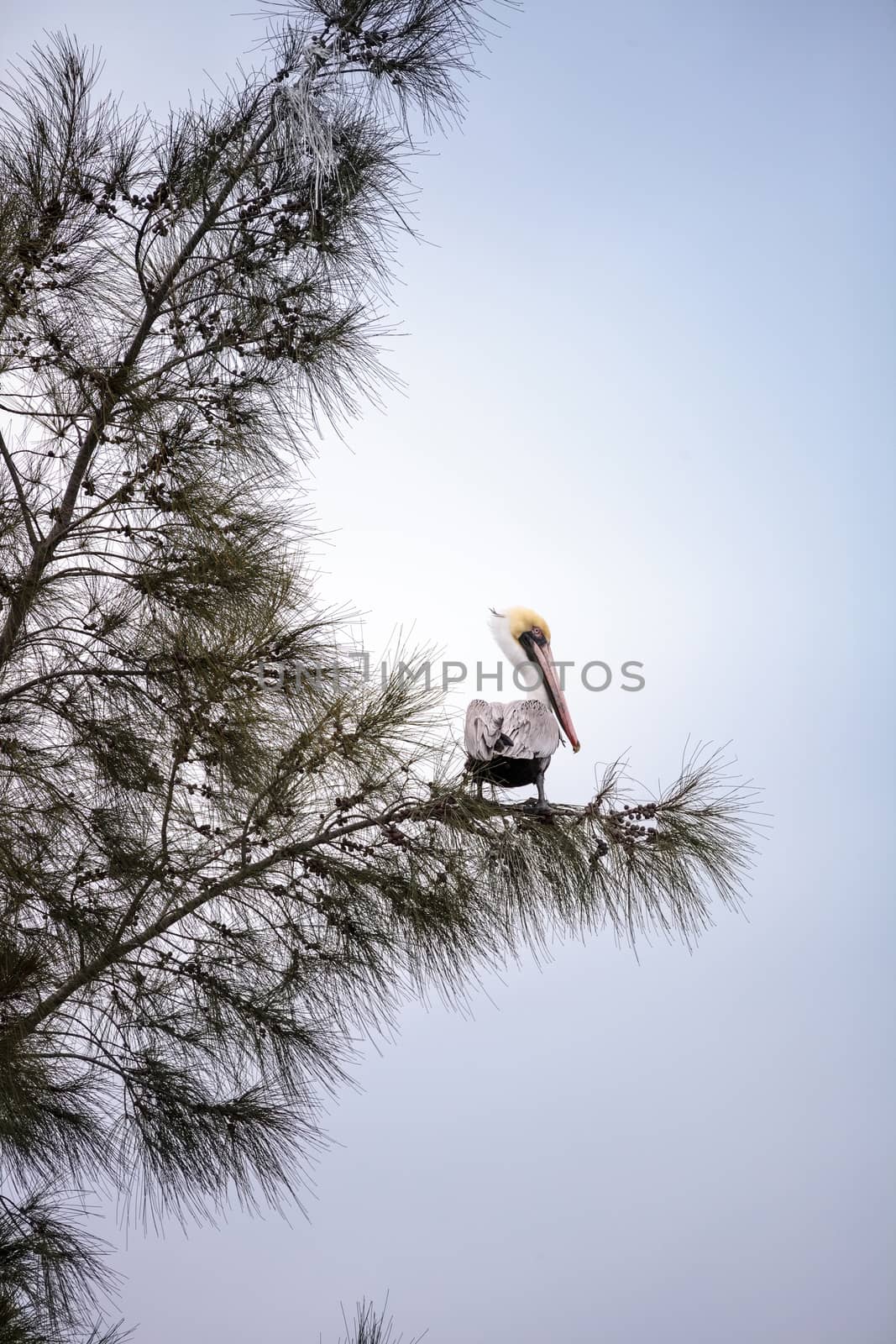 Brown pelican called Pelecanus occidentalis perches in a tree by steffstarr