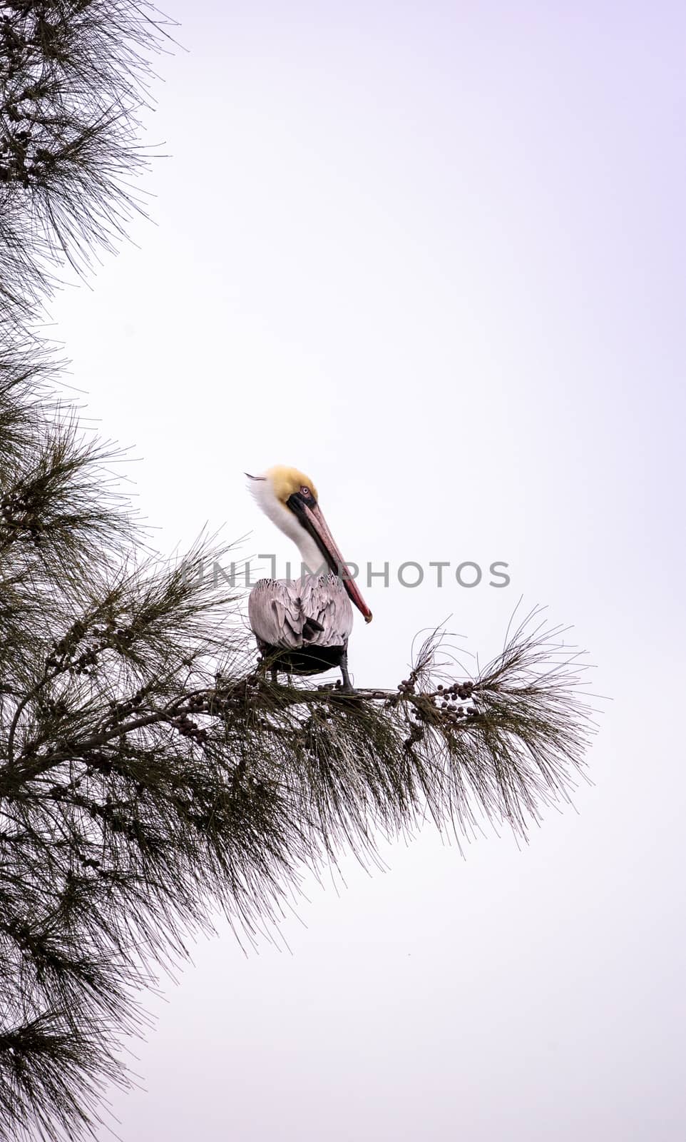 Brown pelican called Pelecanus occidentalis perches in a tree by steffstarr