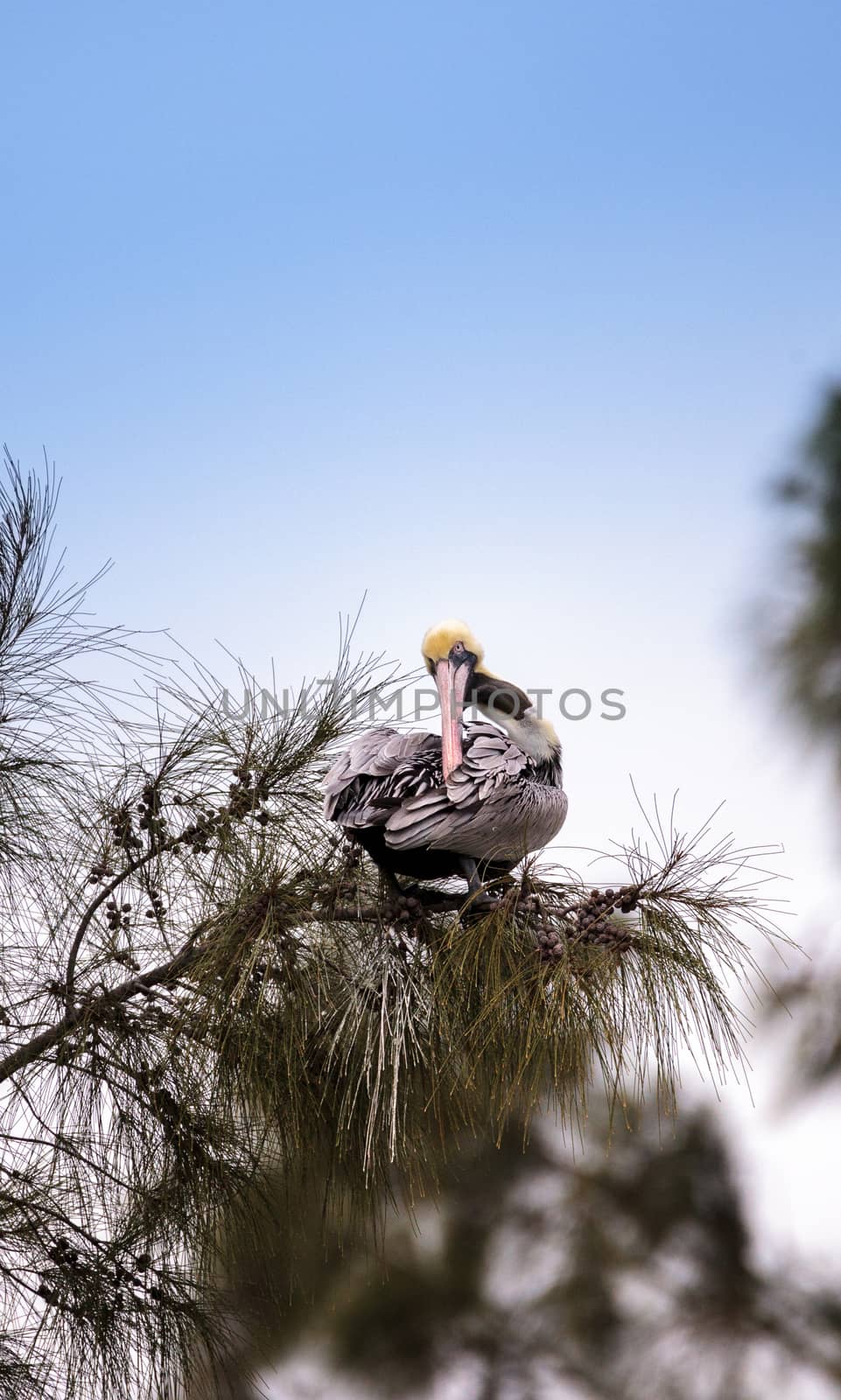 Brown pelican called Pelecanus occidentalis perches in a tree at Lakes Park in Fort Myers, Florida