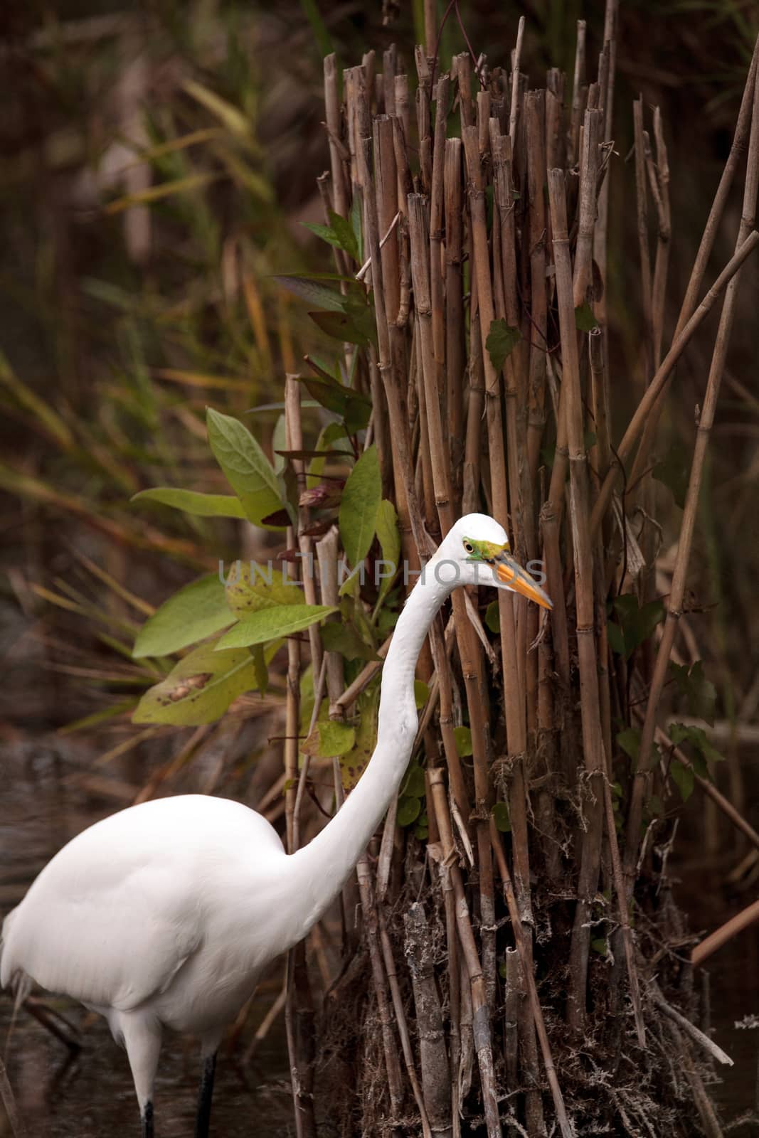 Great Egret Ardea alba in a marsh at Lakes Park by steffstarr