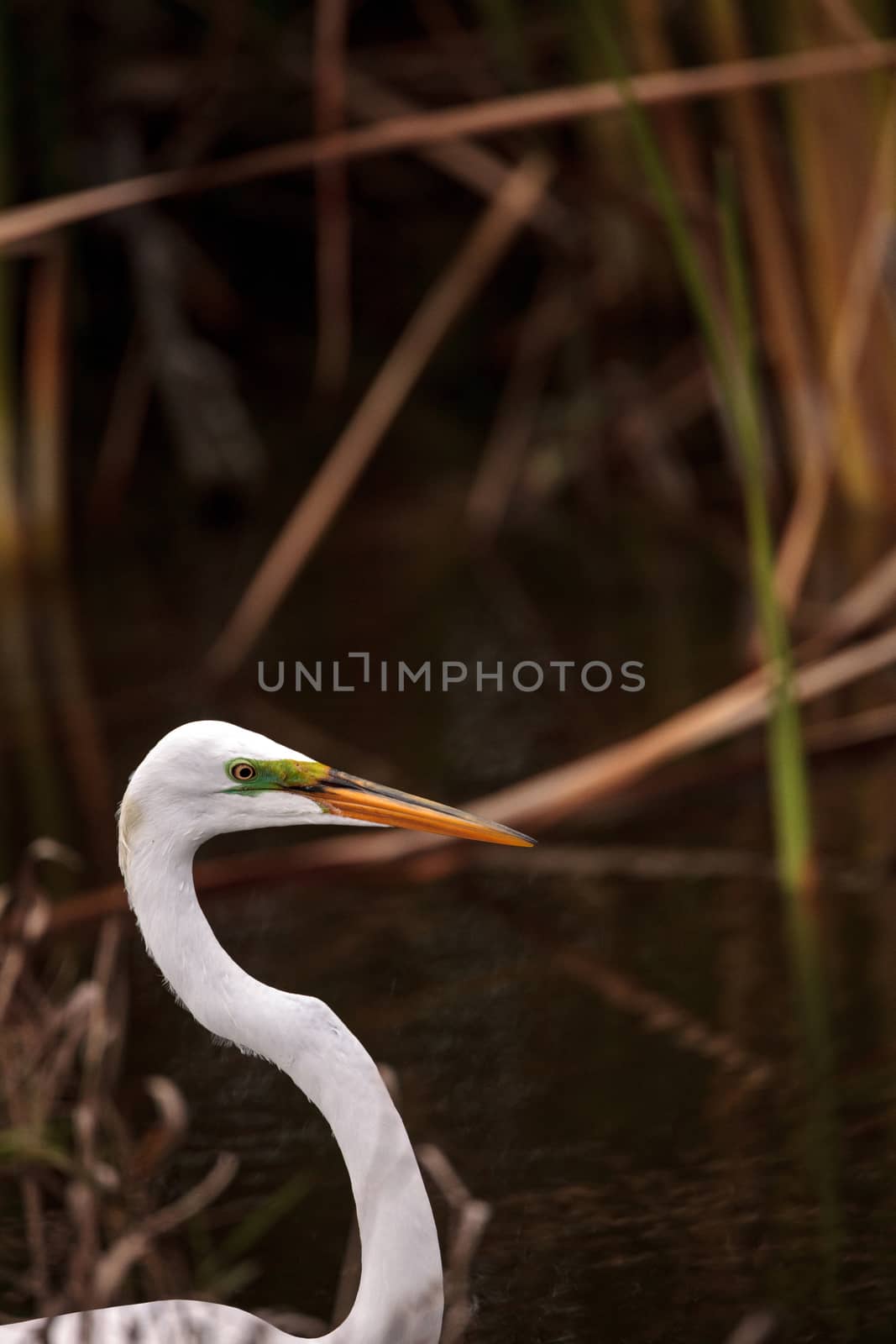 Great Egret Ardea alba in a marsh at Lakes Park by steffstarr