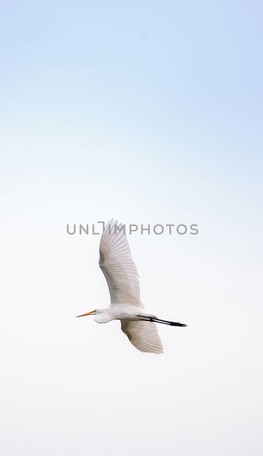 Great Egret Ardea alba in a marsh at Lakes Park by steffstarr