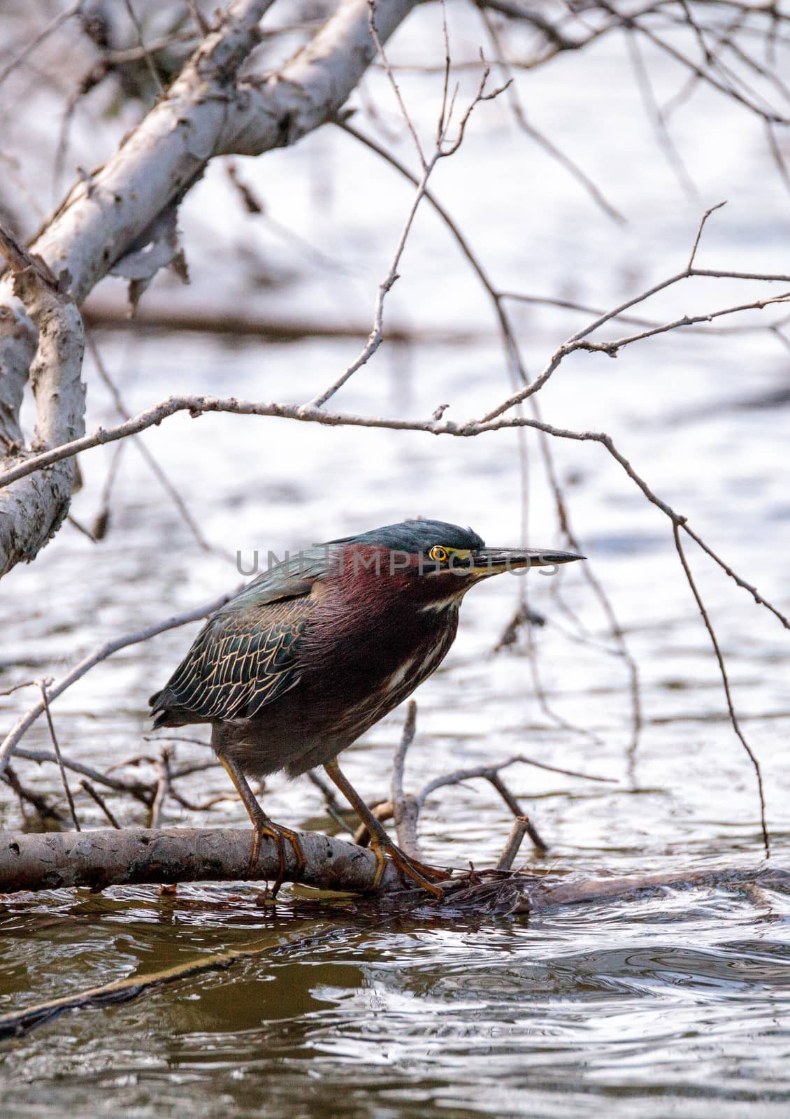 Green heron Butorides virescens in a pond at Lakes Park in Fort Myers, Florida