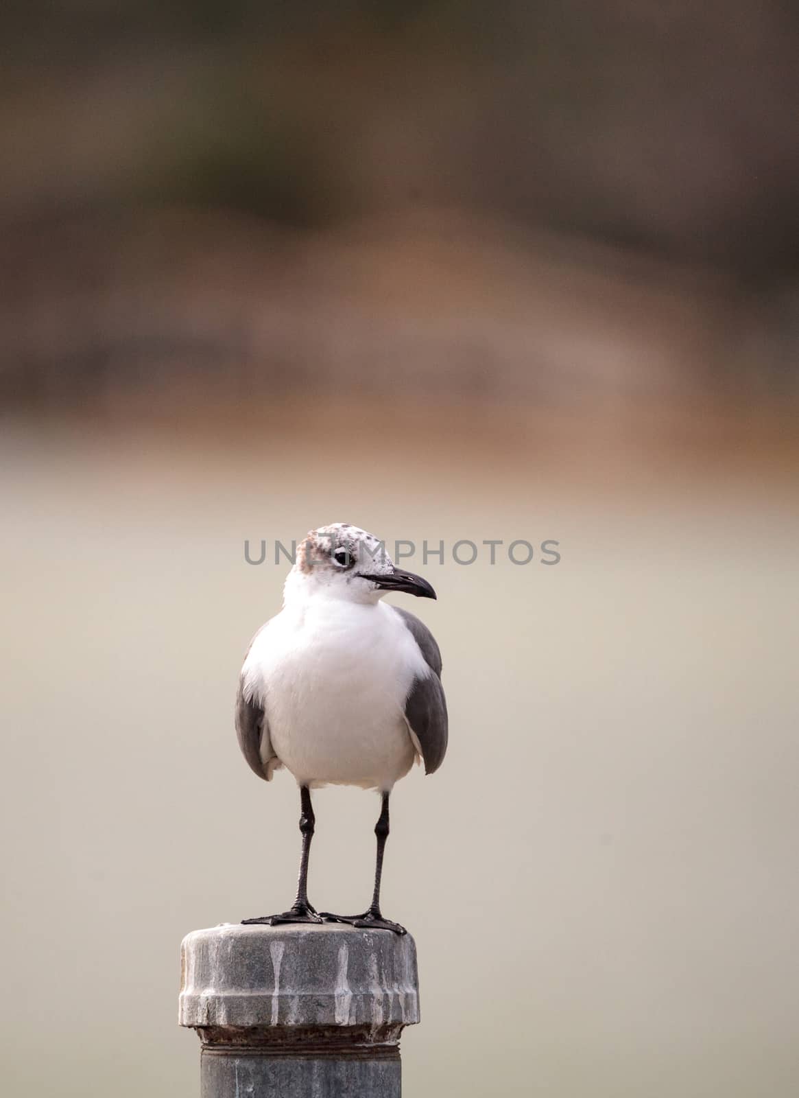 Laughing Gull bird Leucophaeus atricilla  by steffstarr