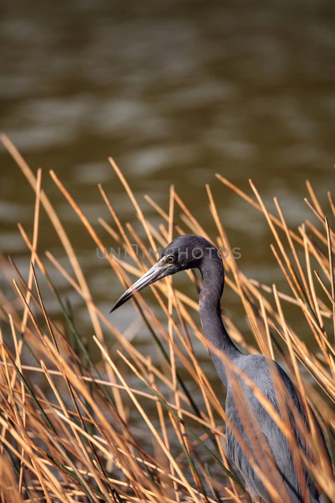 Little blue heron Egretta caerulea at Lakes Park in Fort Myers, Florida