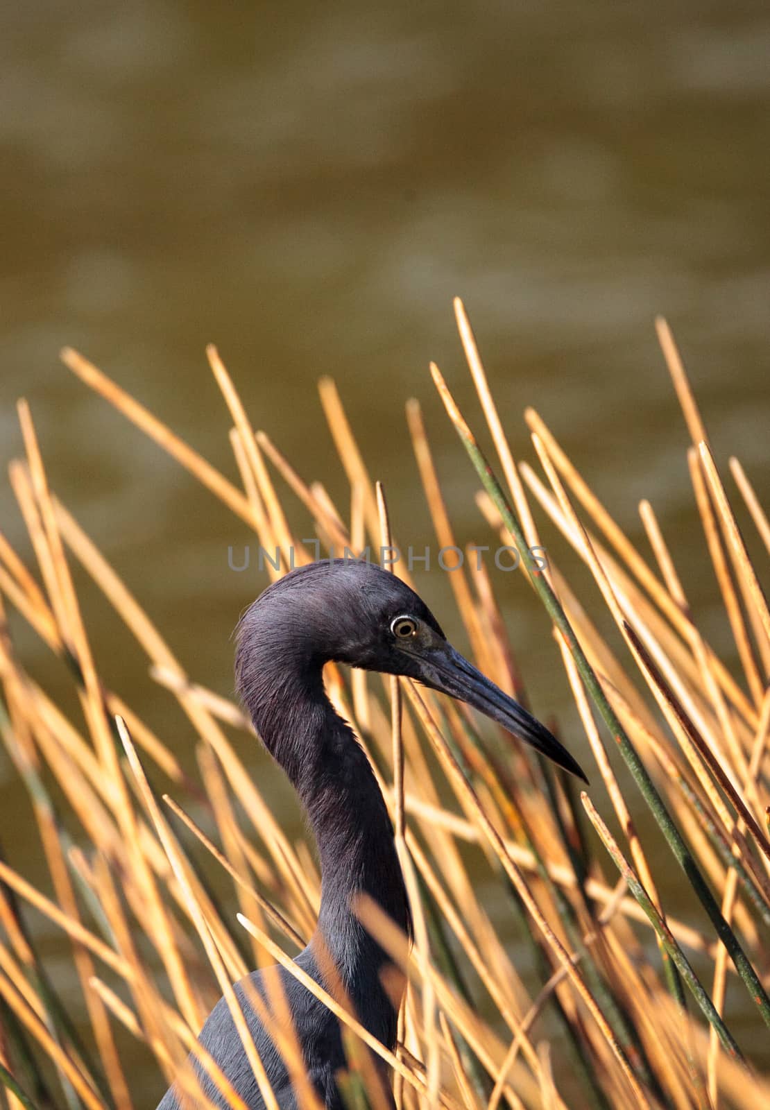 Little blue heron Egretta caerulea  by steffstarr