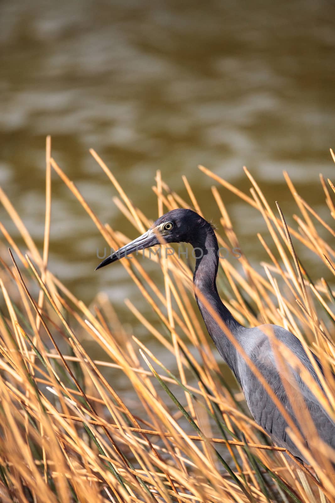 Little blue heron Egretta caerulea by steffstarr