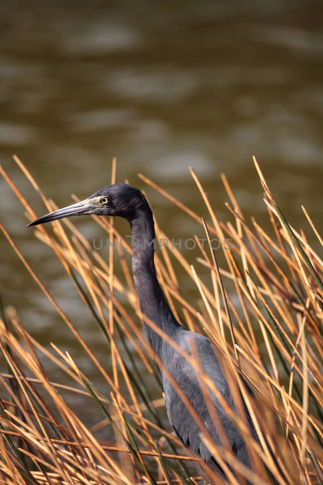 Little blue heron Egretta caerulea by steffstarr