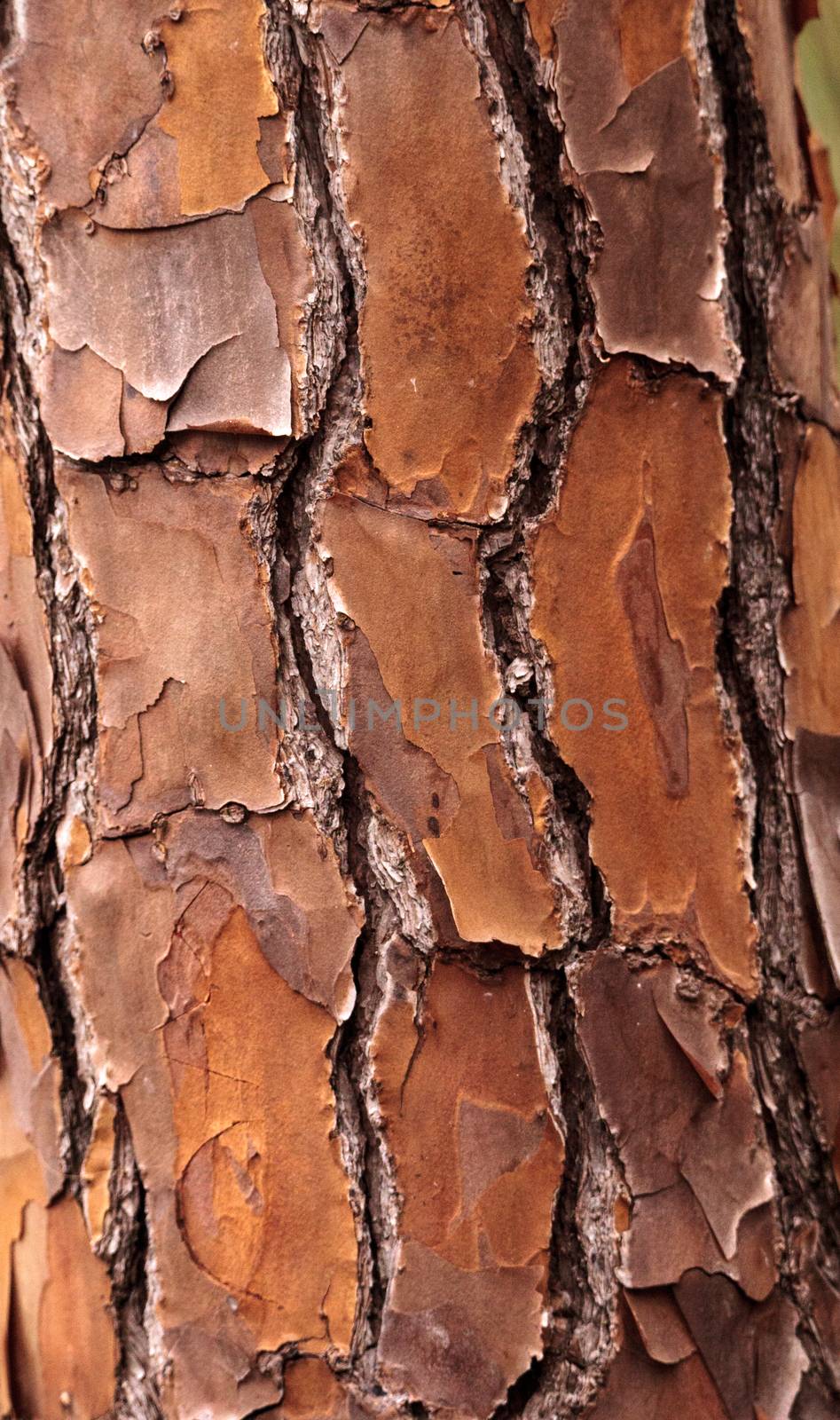 Pine Tree bark background on texture on a pine tree