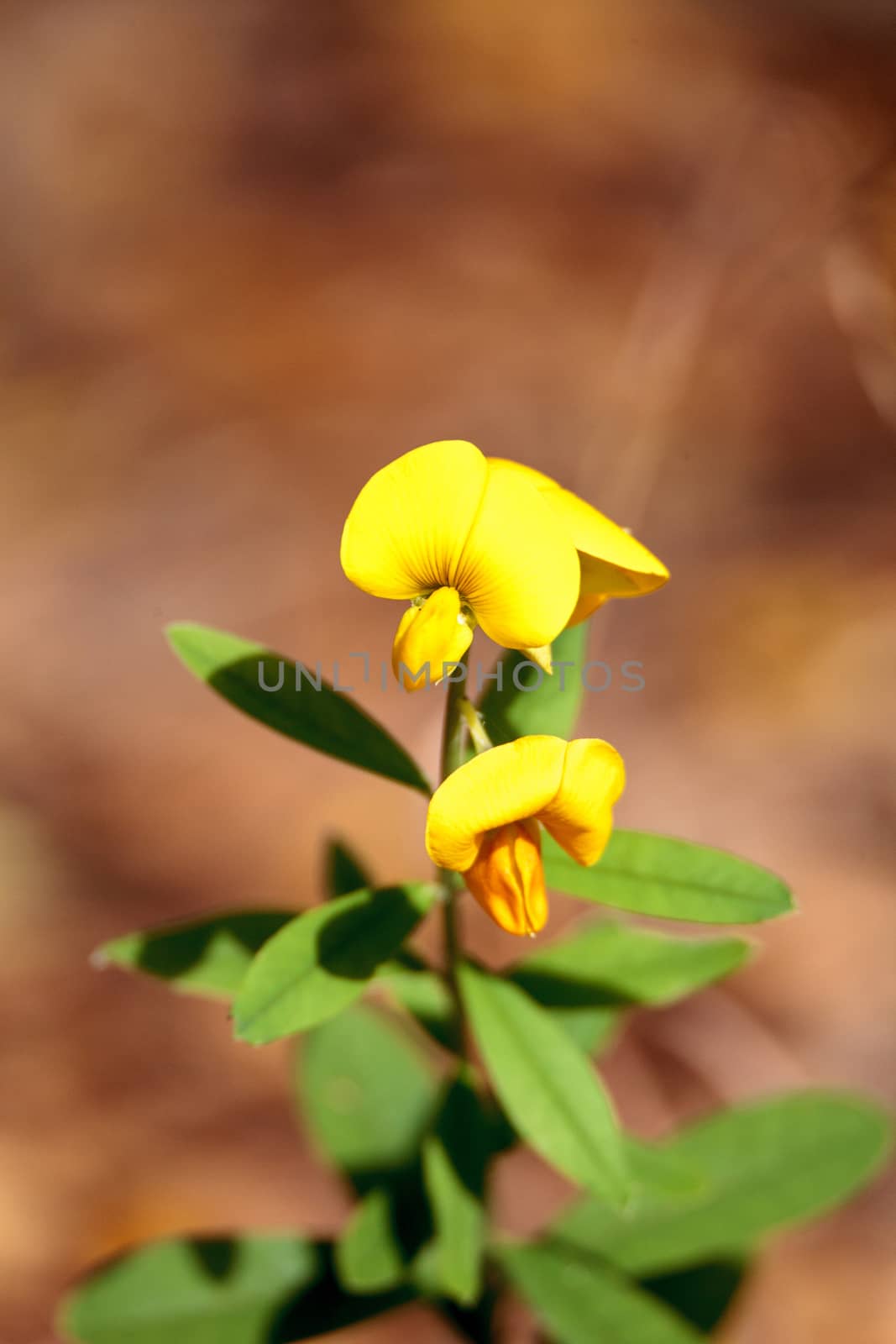 Yellow rattlebox flower also called rattleweed Crotalaria specta by steffstarr