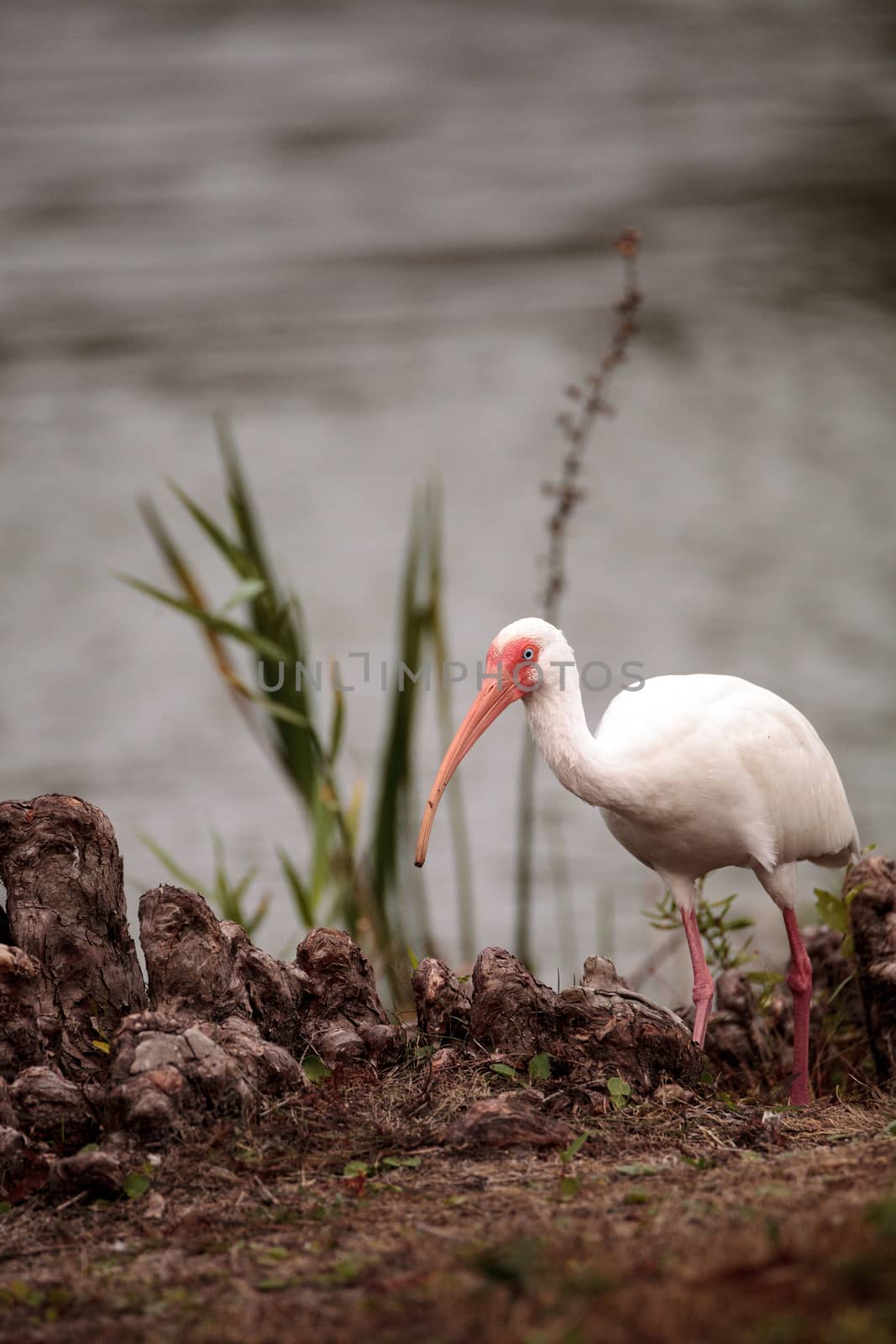 American White ibis Eudocimus albus forages for food in a marsh at Lakes Park in Fort Myers, Florida