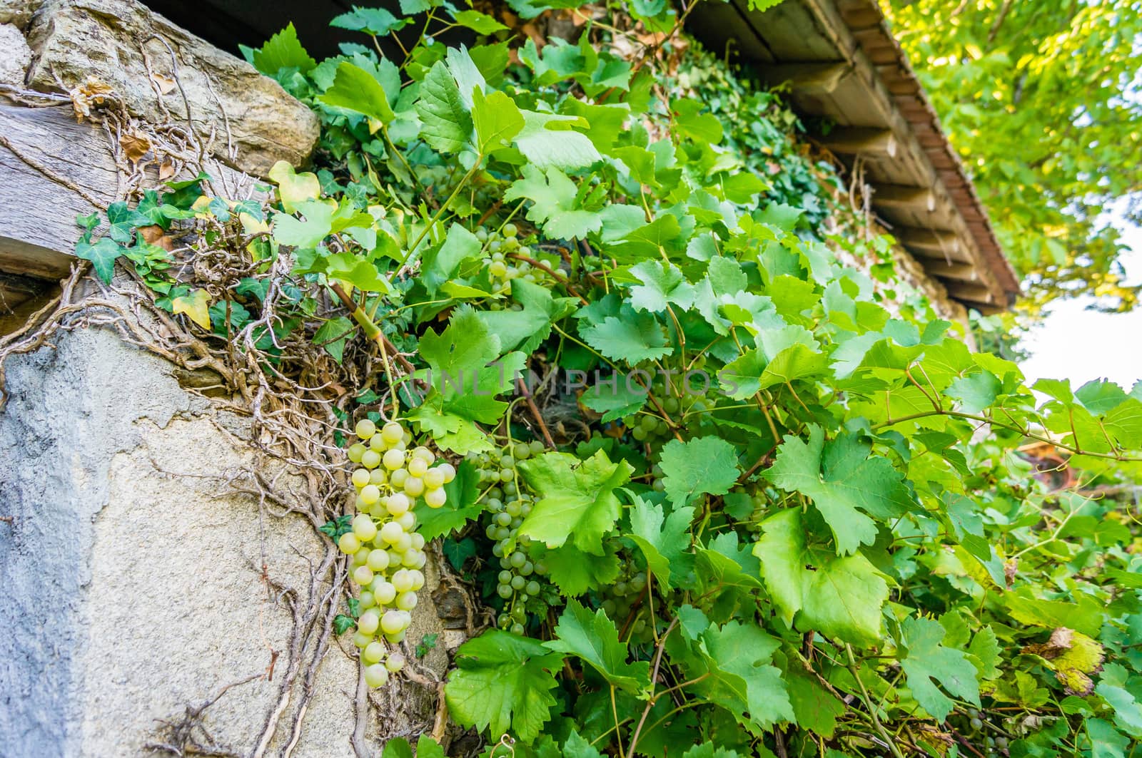 Wilde grapes in France in the summer