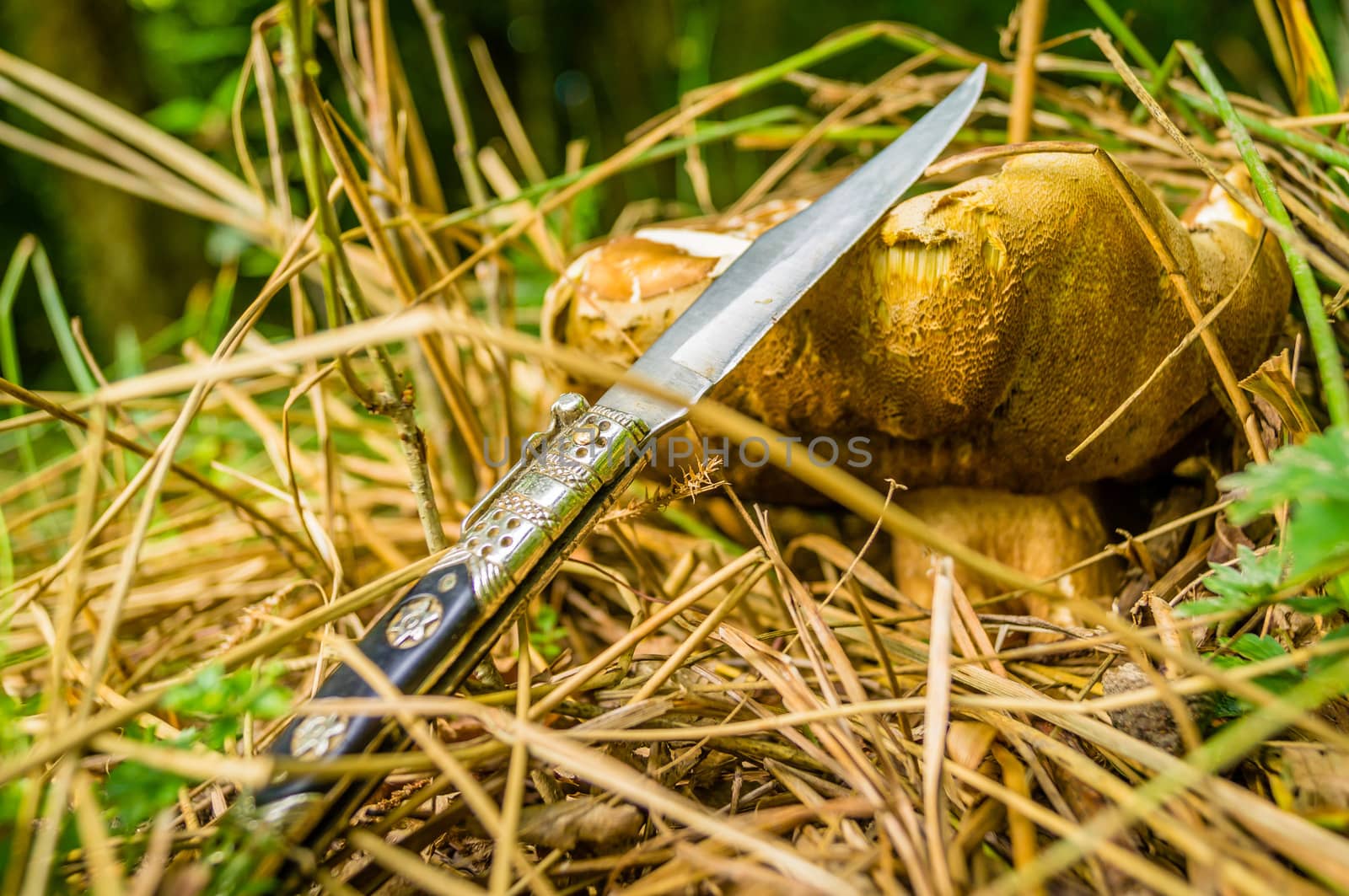 Cep mushroom and a knife in the summer