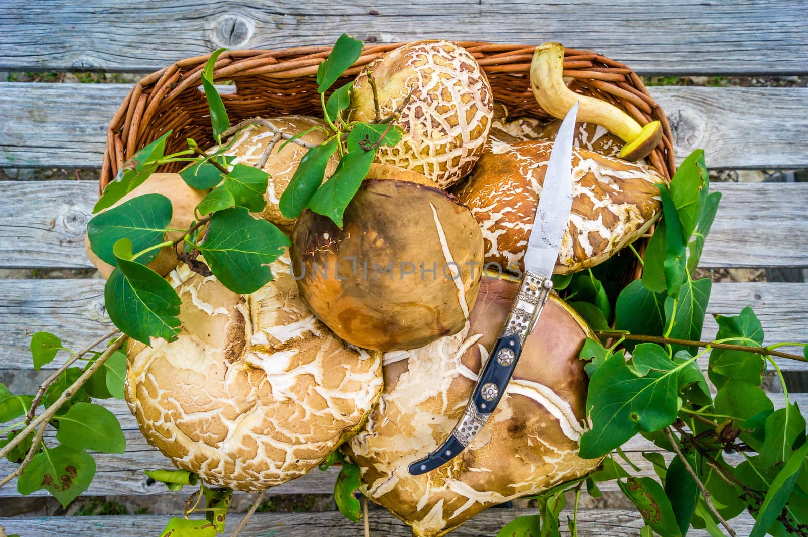 Cep mushrooms basket and a knife after mushroom gathering in France
