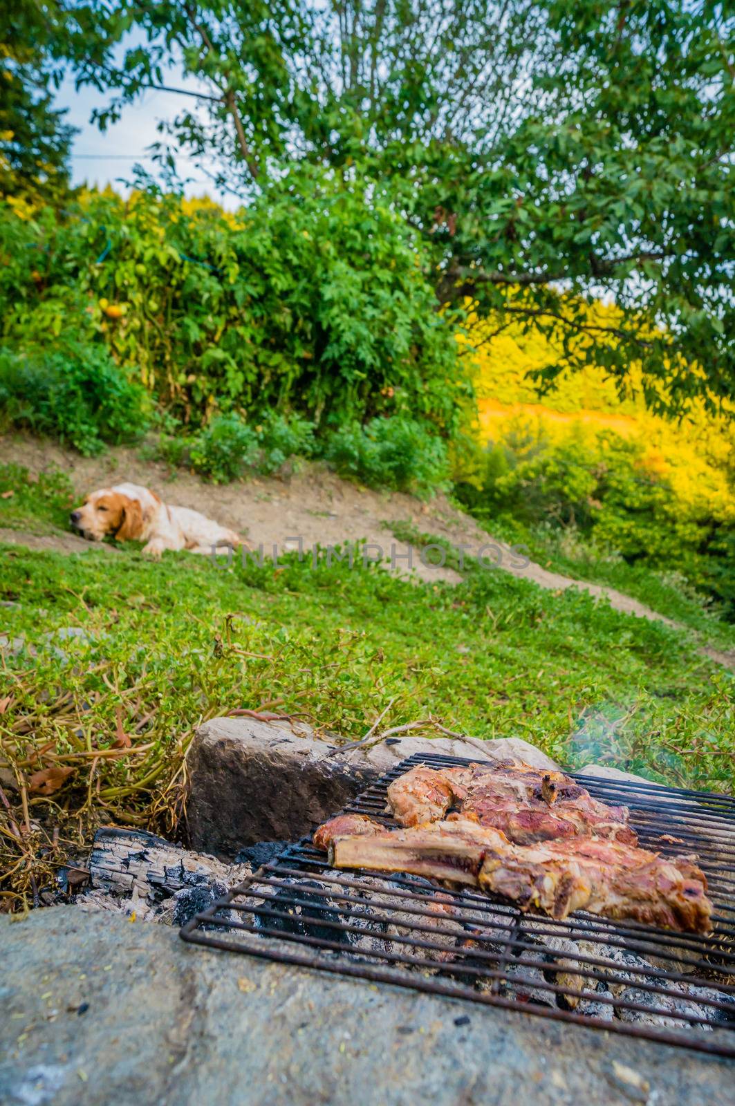Dog waiting for meat on a barbecue to finish cooking