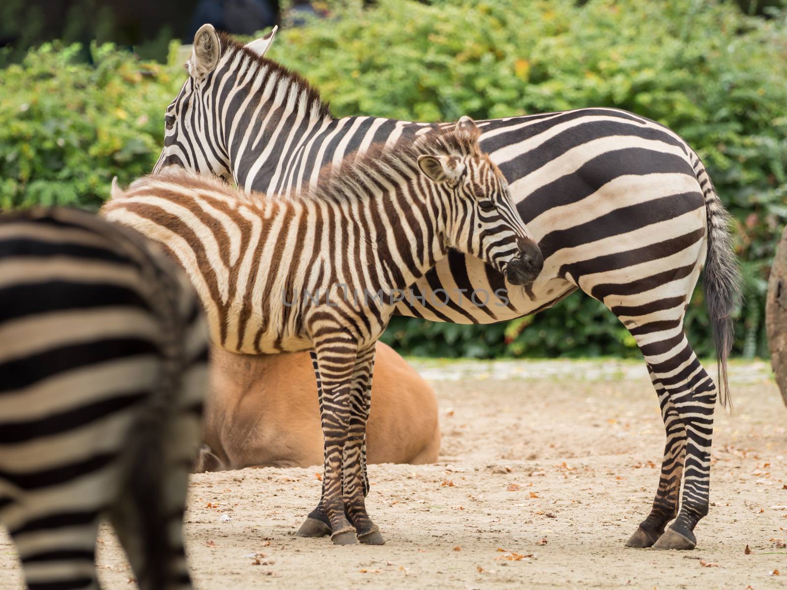 A little zebra is standing with the mother by sandra_fotodesign