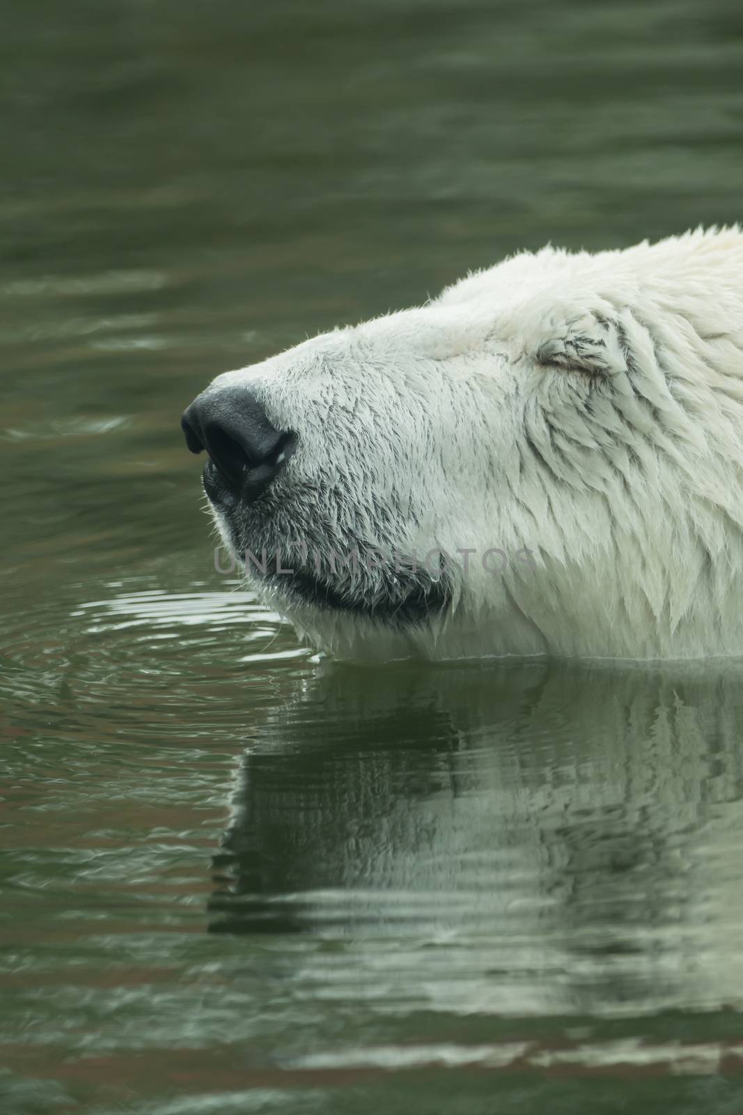 A polar bear is swimming in the water by sandra_fotodesign