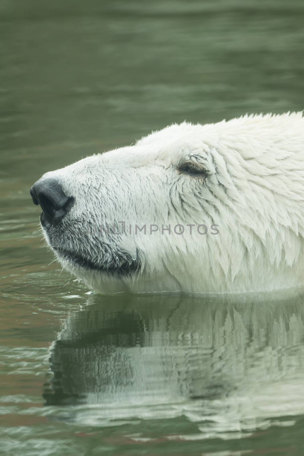 A polar bear is swimming in the water