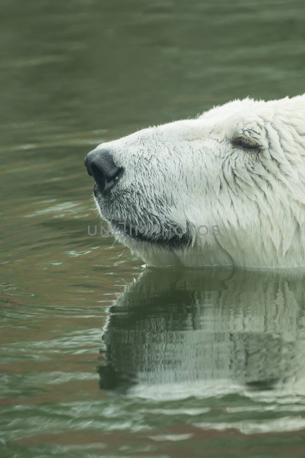 A polar bear is swimming in the water by sandra_fotodesign