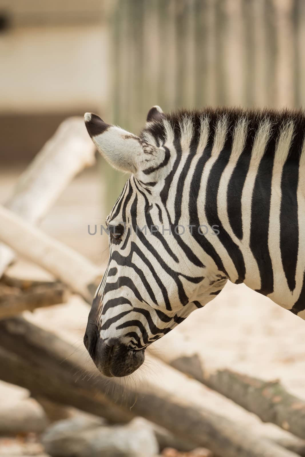 A portrait of a big zebra