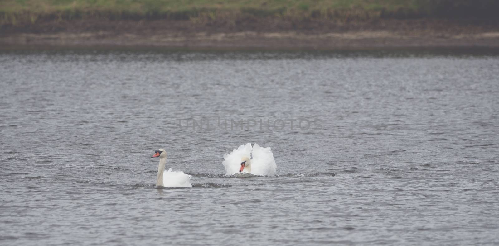 Many beautiful white  swans on the lake by sandra_fotodesign