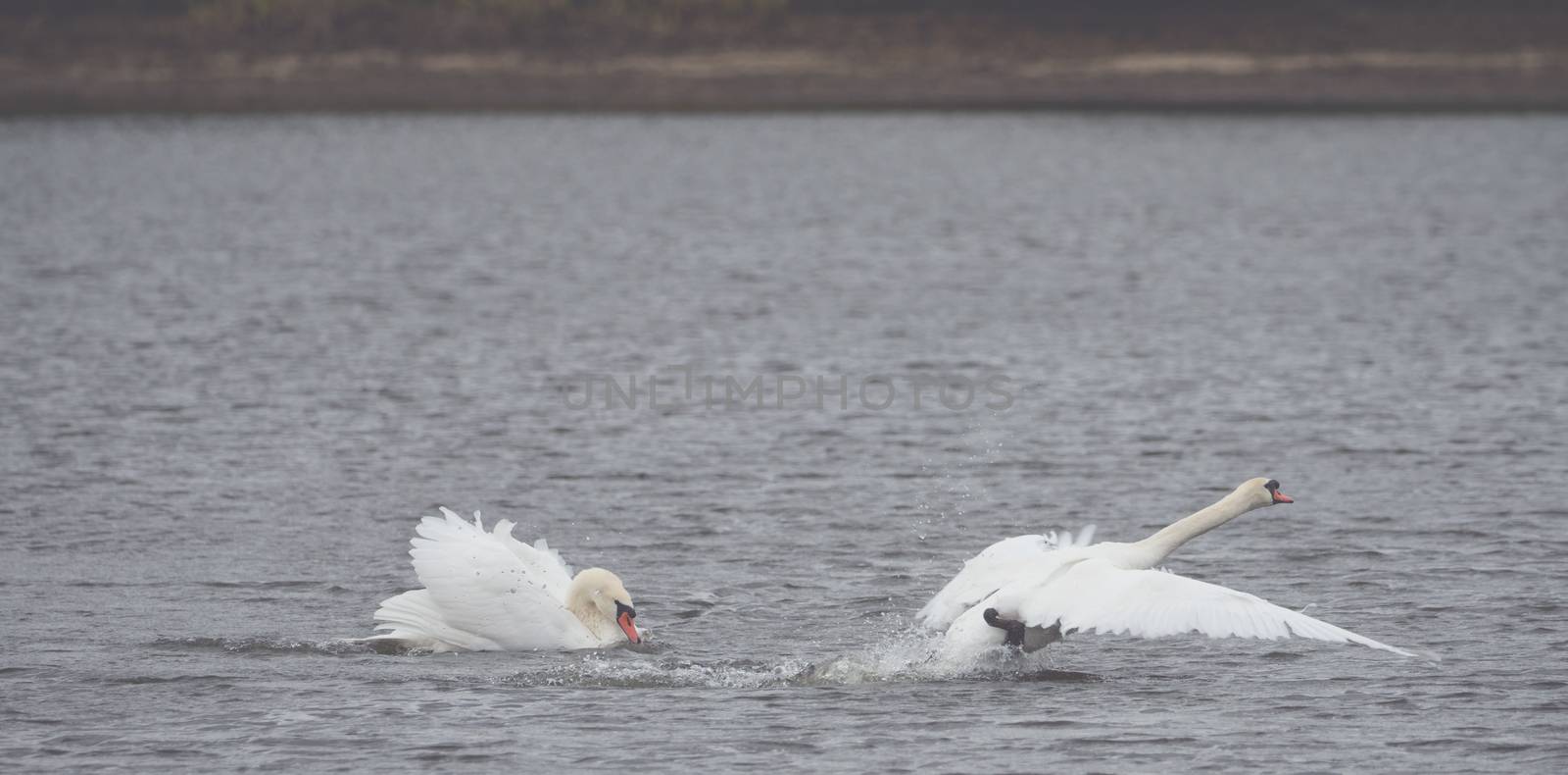 Many beautiful white swans on the lake by sandra_fotodesign