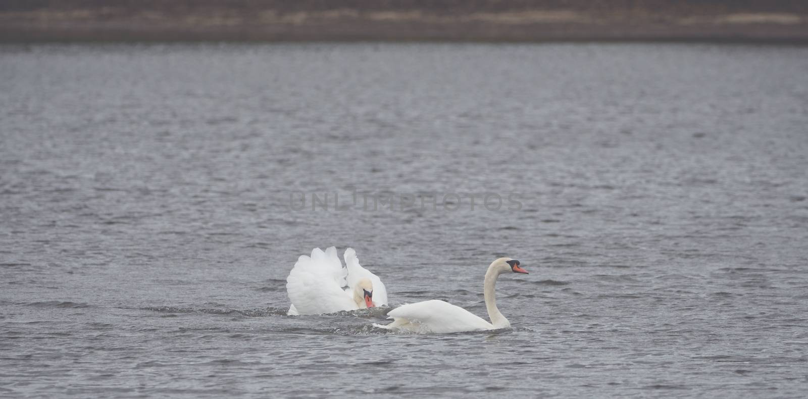 Many beautiful white swans on the lake by sandra_fotodesign