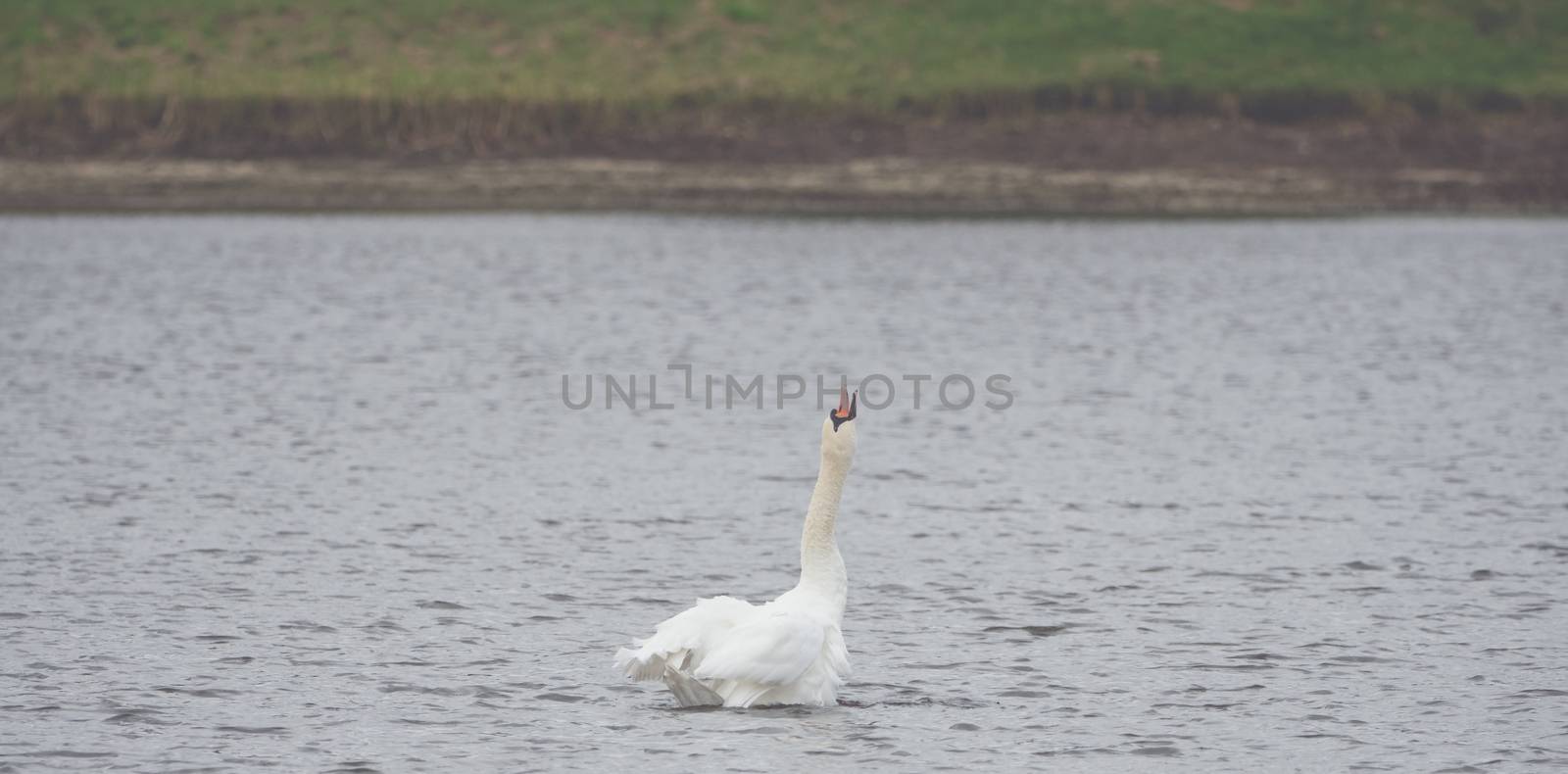 A white swan is swimming on the lake by sandra_fotodesign