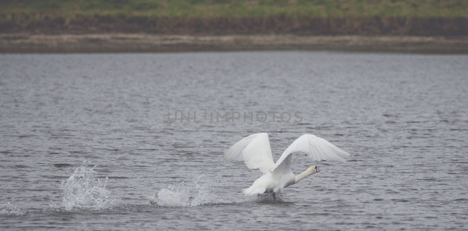 Many beautiful white  swans on the lake