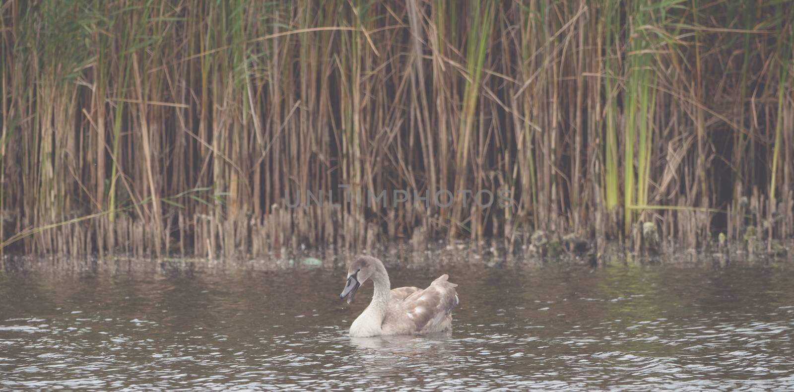 A brown swan is swimming on the lake by sandra_fotodesign