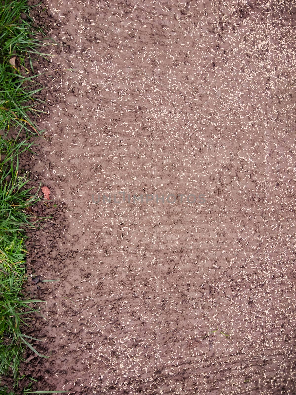 A piece of soil with new lawn seeds by sandra_fotodesign