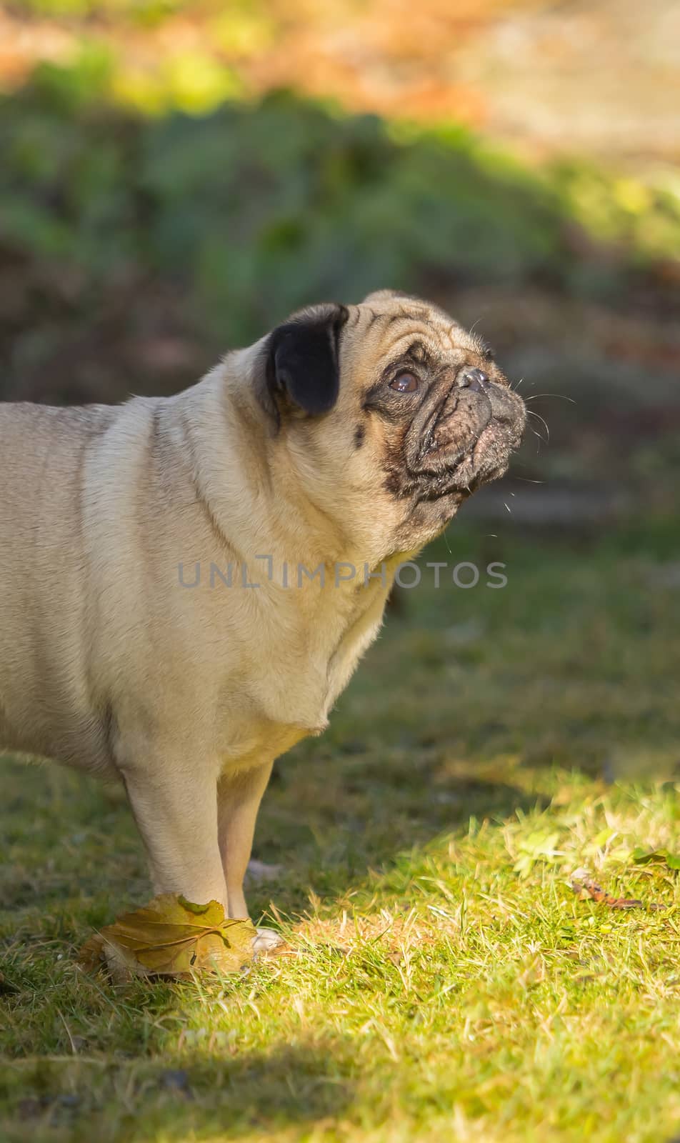 A beautiful pug stands in the meadow