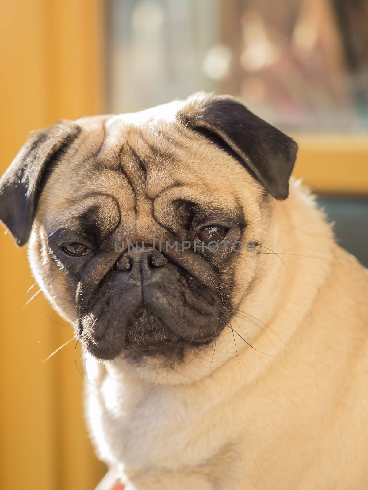 A portrait of a beautiful pug, only the head by sandra_fotodesign
