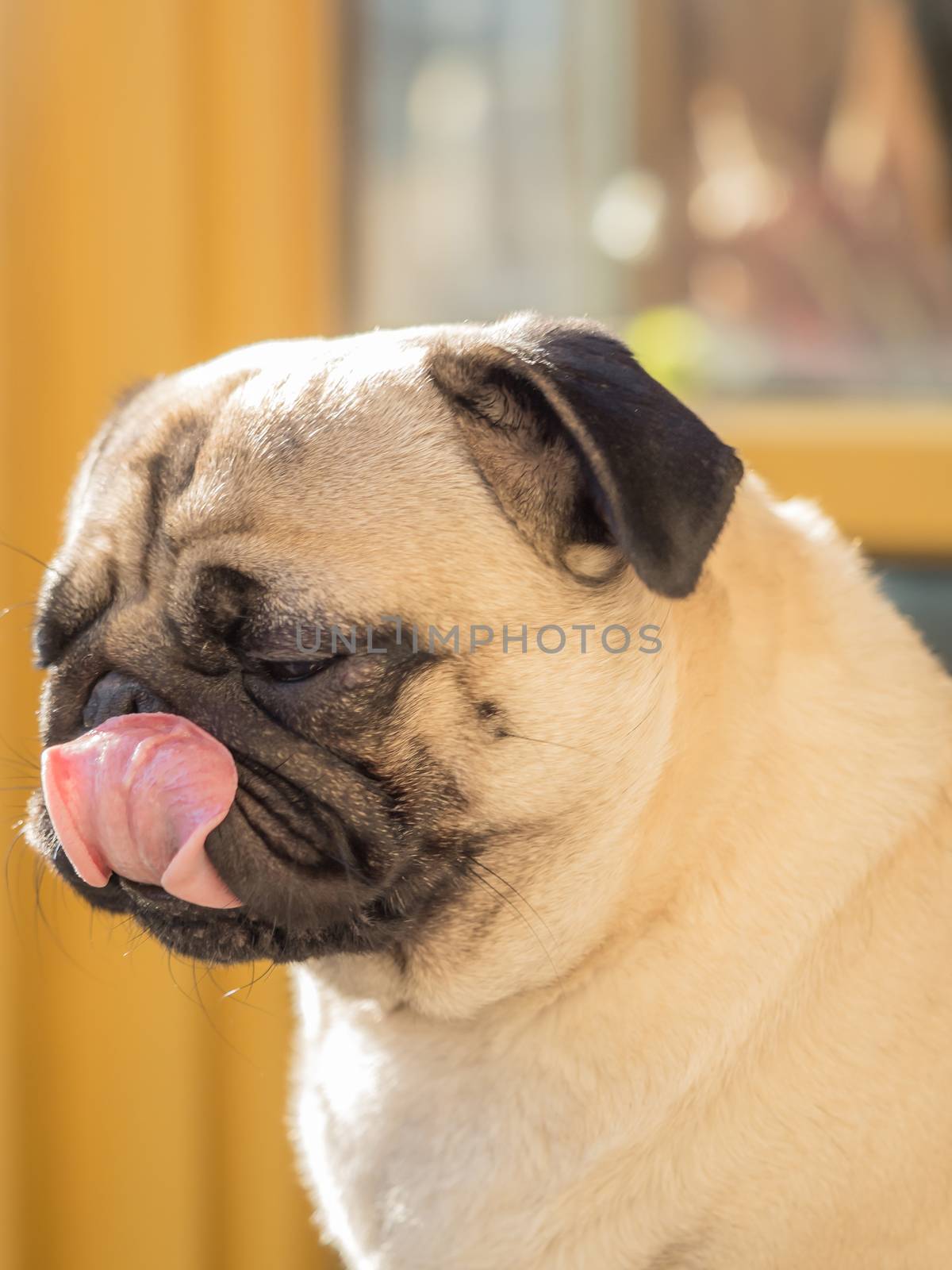 A portrait of a beautiful pug, only the head by sandra_fotodesign