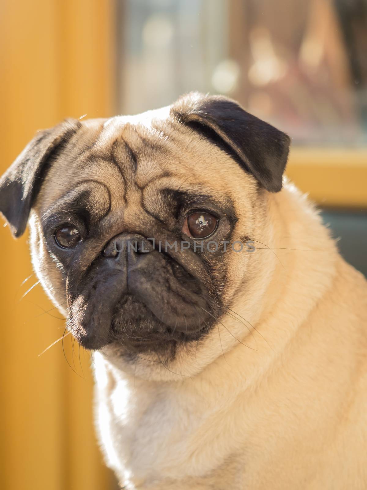 A portrait of a beautiful pug, only the head