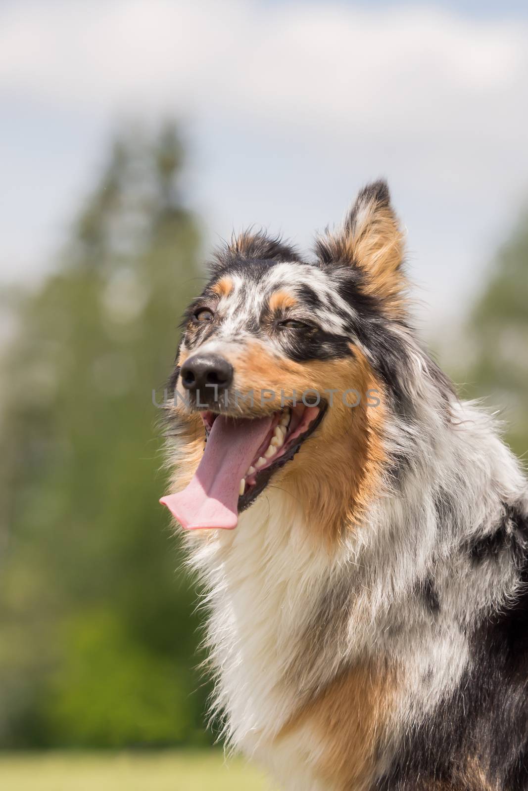 A beautiful Australian Shepherd playing outside