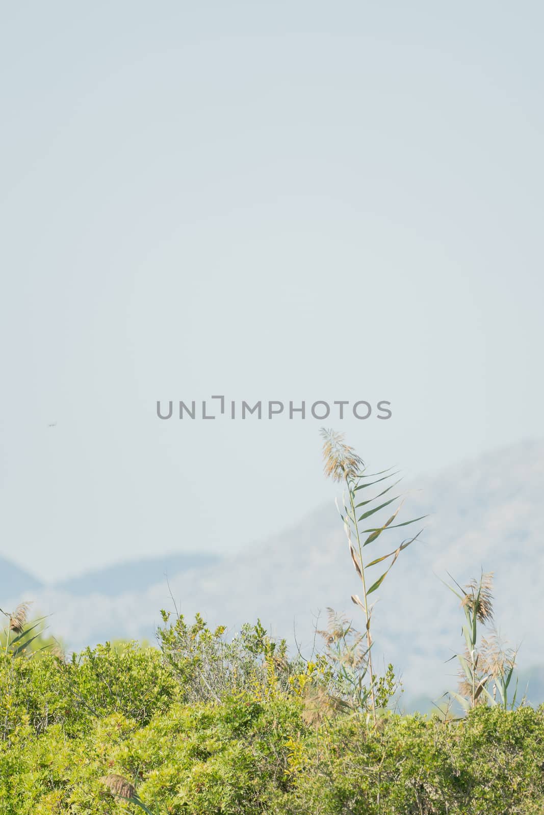 Grass in the foreground, sky and mountains in the background, vertical format