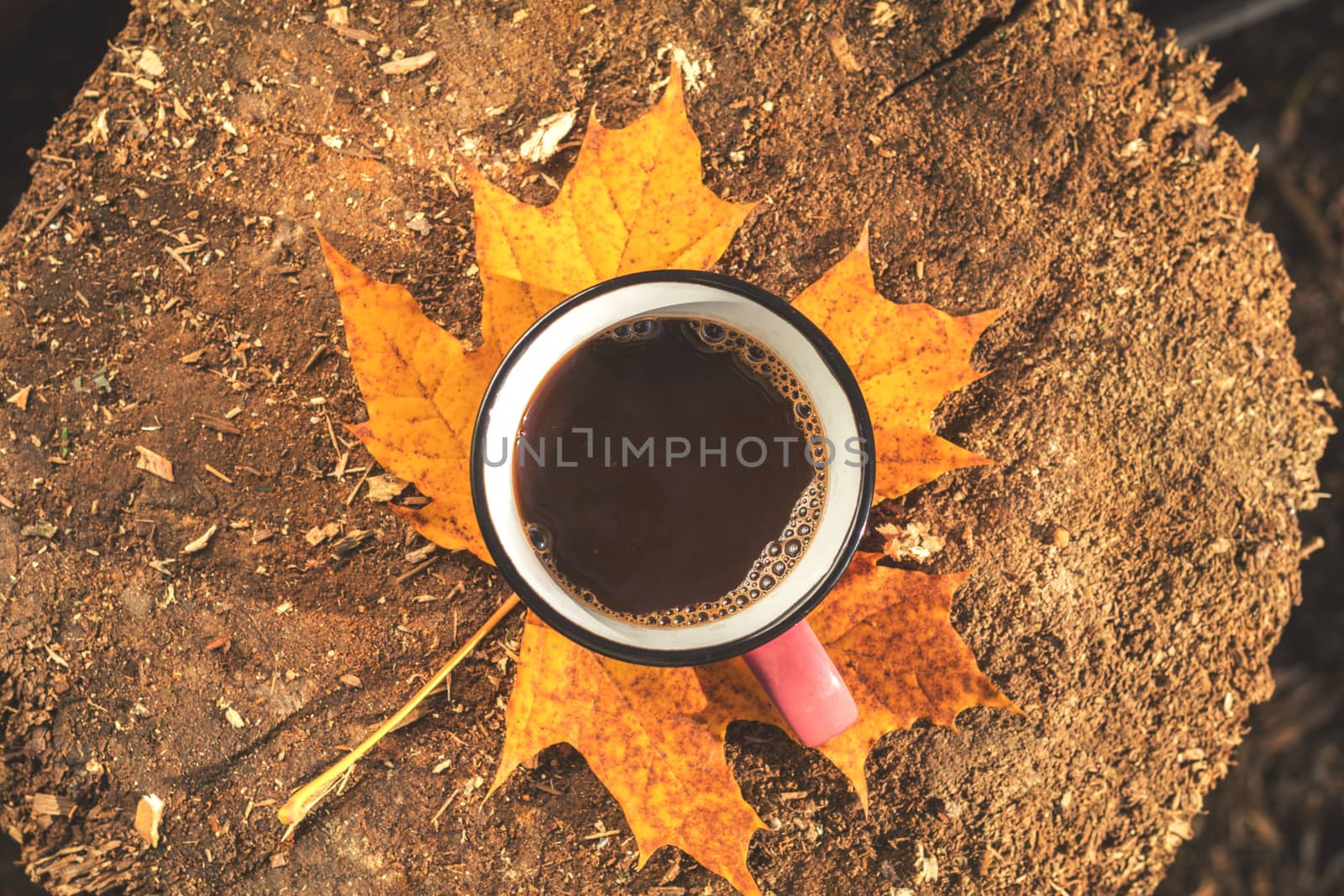 Cup of coffee, yellow maple and oak leaves on the wooden board. Bright autumn background. Sunlight, copy space, top view.