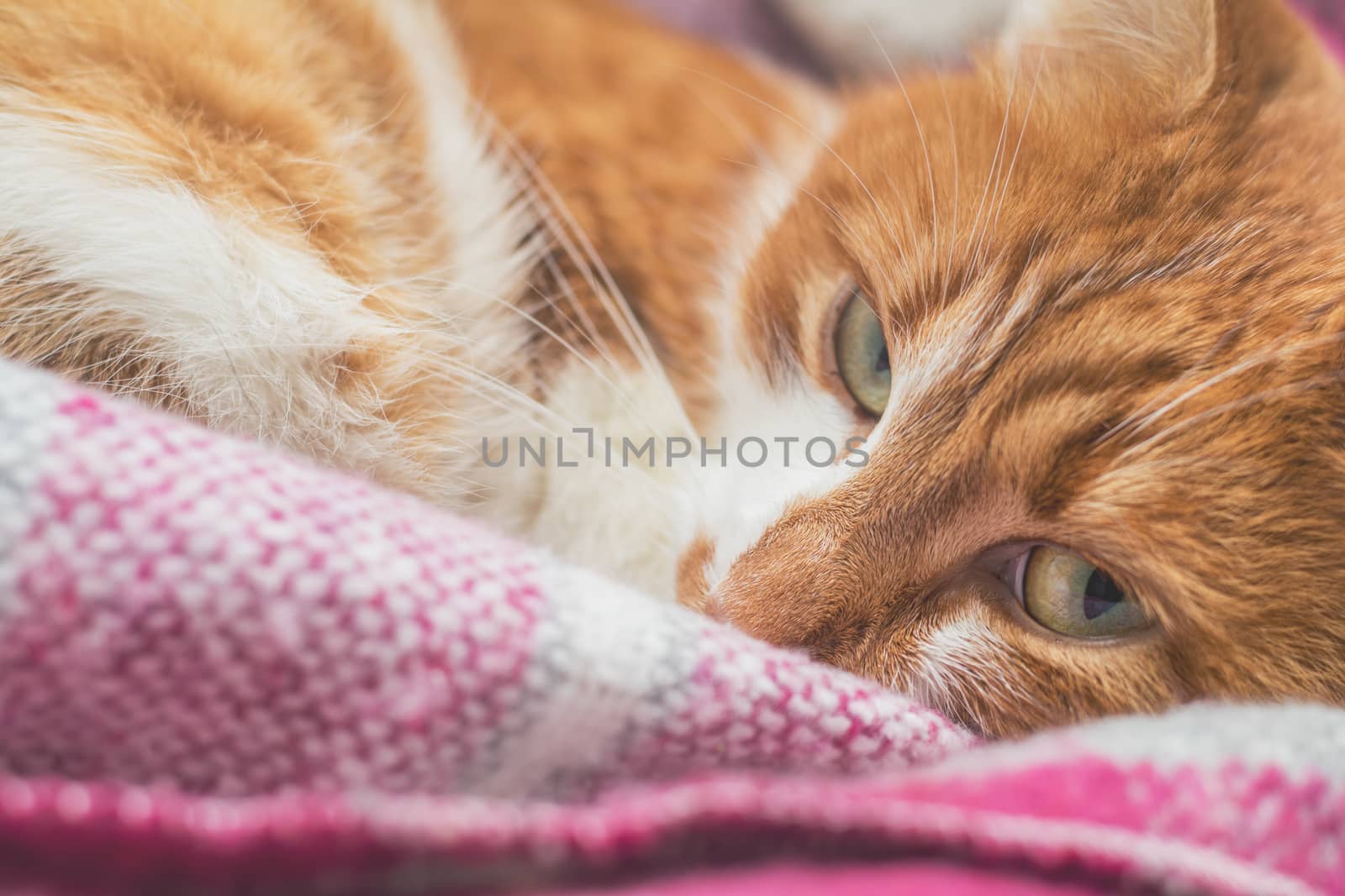 Red-and-white kitty is peaceful slumbering at the new violet plaid on the windowsill. Cozy home concept. Close up.