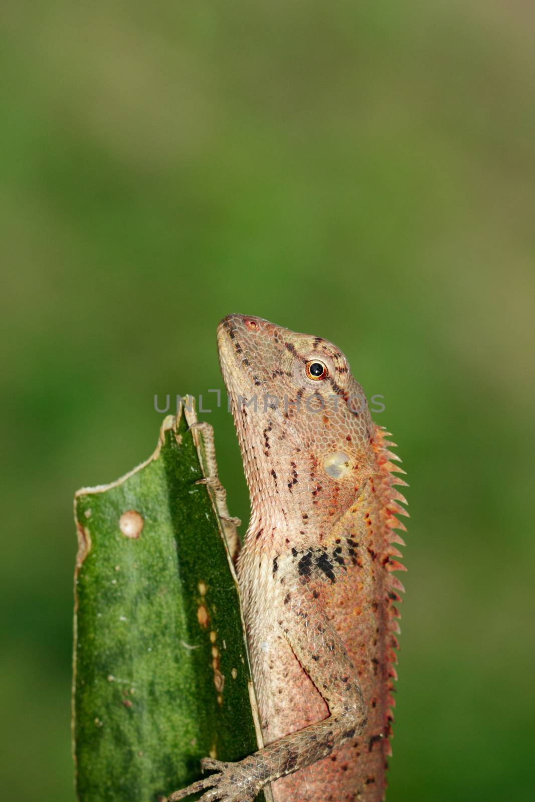 Image of a chameleon on nature background. Reptile. Animal. by yod67