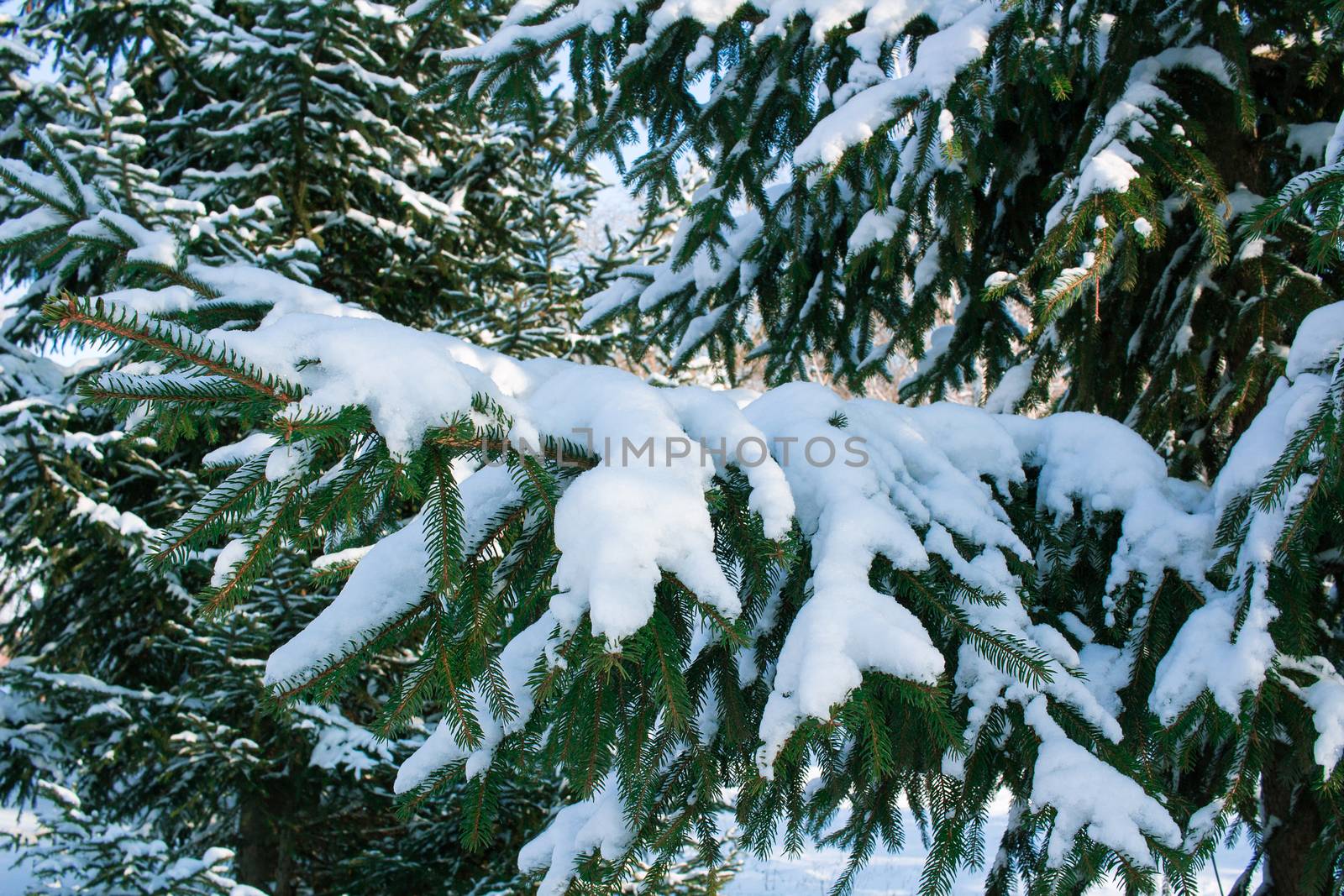 Winter conftiterous fir branches close-up on sunny day with white snow