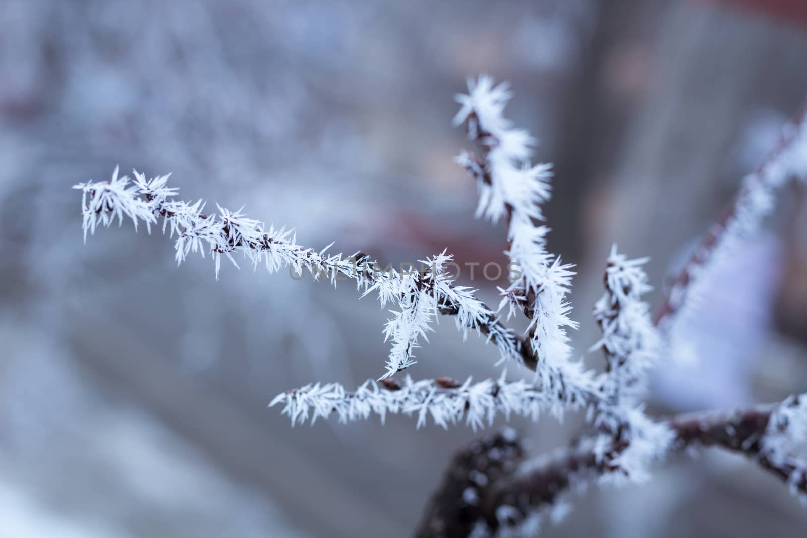 Frosty winter plant details close-up covered with cold white snow